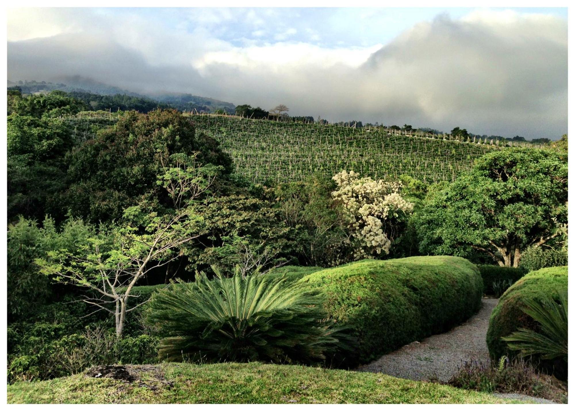 Coffee Garden Ranch Costa Rica Apartamento Concepcion  Exterior foto